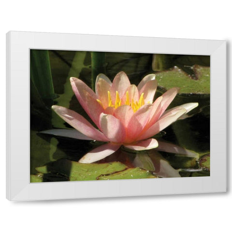 Pink Water Lily White Modern Wood Framed Art Print by Underdahl, Dana
