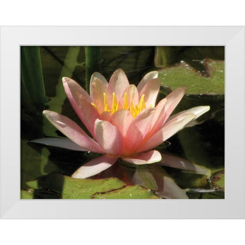Pink Water Lily White Modern Wood Framed Art Print by Underdahl, Dana