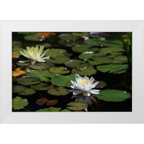 White Water Lily II White Modern Wood Framed Art Print by Underdahl, Dana