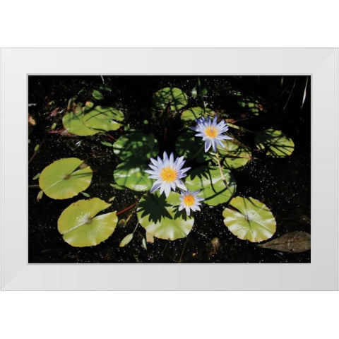 Blue Water Lily I White Modern Wood Framed Art Print by Underdahl, Dana