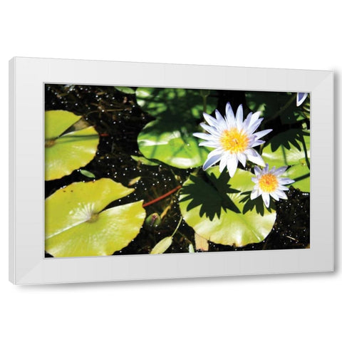 Blue Water Lily II White Modern Wood Framed Art Print by Underdahl, Dana