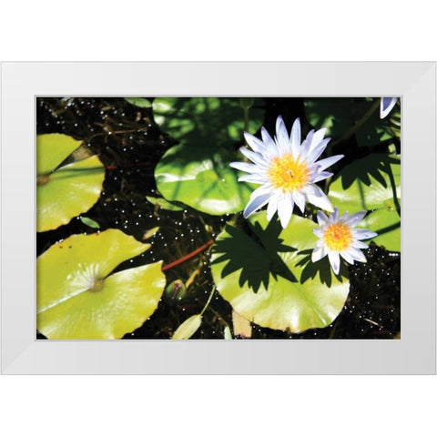 Blue Water Lily II White Modern Wood Framed Art Print by Underdahl, Dana