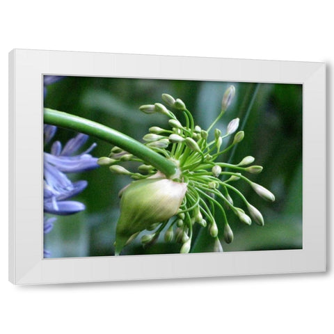 Flower Pod White Modern Wood Framed Art Print by Underdahl, Dana