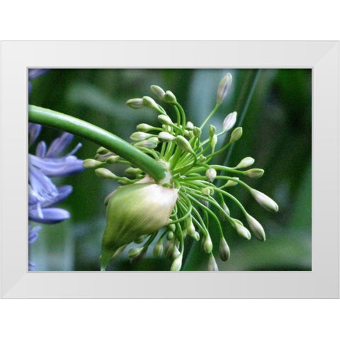 Flower Pod White Modern Wood Framed Art Print by Underdahl, Dana