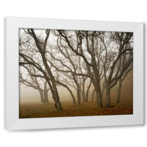 Misty Oaks I White Modern Wood Framed Art Print by Geyman, Vitaly