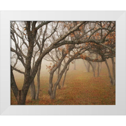 Misty Oaks II White Modern Wood Framed Art Print by Geyman, Vitaly