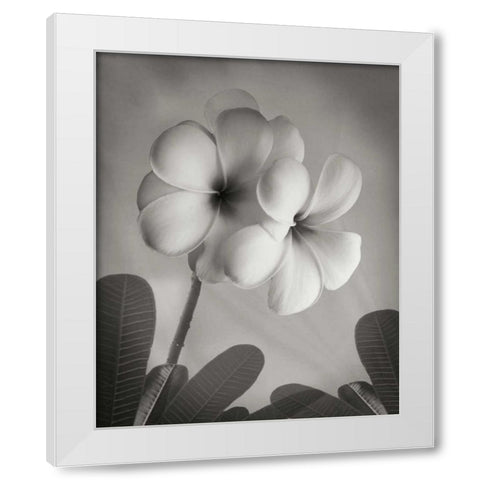 Plumeria I White Modern Wood Framed Art Print by Geyman, Vitaly