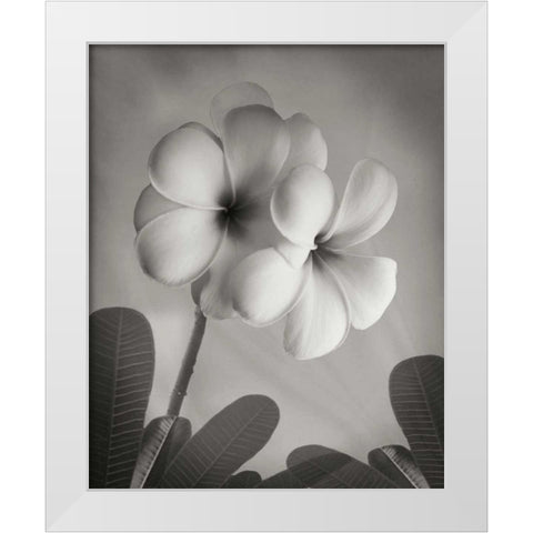 Plumeria I White Modern Wood Framed Art Print by Geyman, Vitaly
