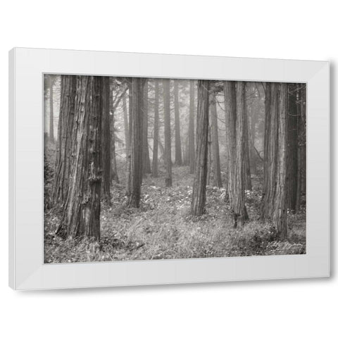Pine Tree Grove II BandW White Modern Wood Framed Art Print by Geyman, Vitaly