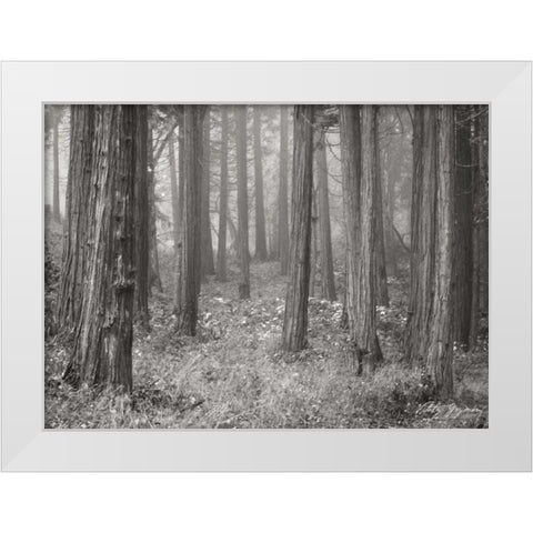 Pine Tree Grove II BandW White Modern Wood Framed Art Print by Geyman, Vitaly