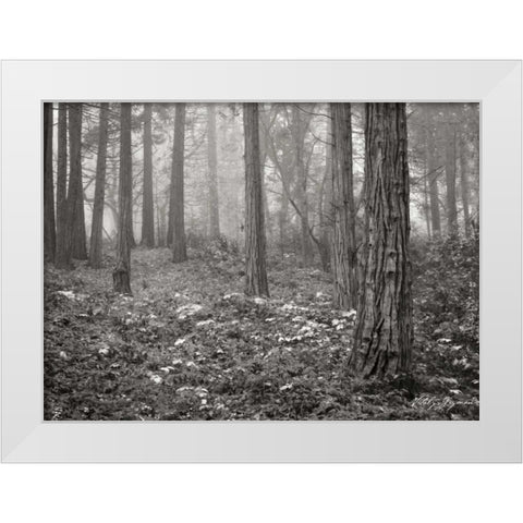 Pine Tree Grove III BandW White Modern Wood Framed Art Print by Geyman, Vitaly