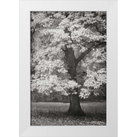 Autumn in Paris II BandW White Modern Wood Framed Art Print by Geyman, Vitaly