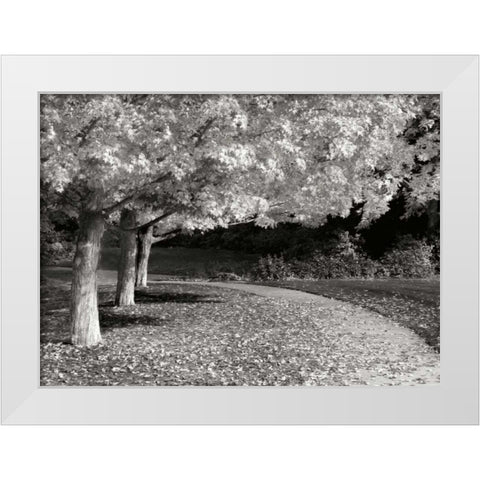 Fall Maple Fever IV BandW White Modern Wood Framed Art Print by Geyman, Vitaly