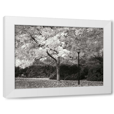 Fall Maple Fever IX BandW White Modern Wood Framed Art Print by Geyman, Vitaly