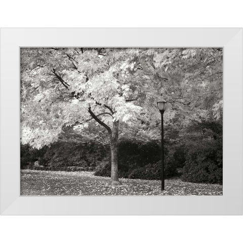 Fall Maple Fever IX BandW White Modern Wood Framed Art Print by Geyman, Vitaly