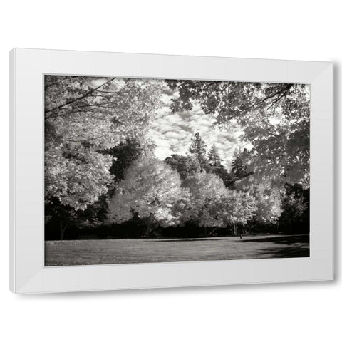 Fall Maple Fever V BandW White Modern Wood Framed Art Print by Geyman, Vitaly