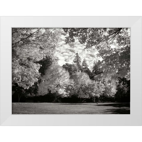 Fall Maple Fever V BandW White Modern Wood Framed Art Print by Geyman, Vitaly