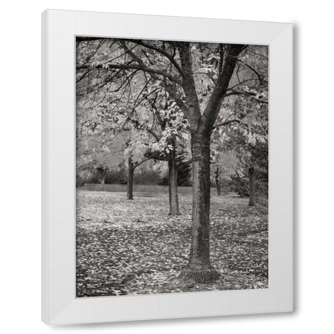 Fall Tree Grove I BandW White Modern Wood Framed Art Print by Geyman, Vitaly