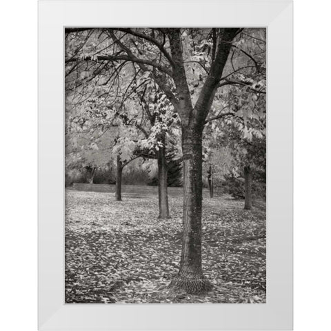 Fall Tree Grove I BandW White Modern Wood Framed Art Print by Geyman, Vitaly