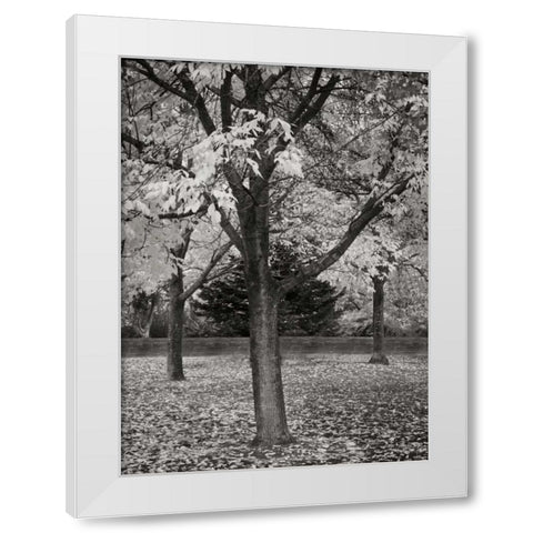 Fall Tree Grove II BandW White Modern Wood Framed Art Print by Geyman, Vitaly