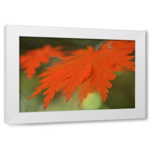 Autumn Leaf Mirage II White Modern Wood Framed Art Print by Geyman, Vitaly