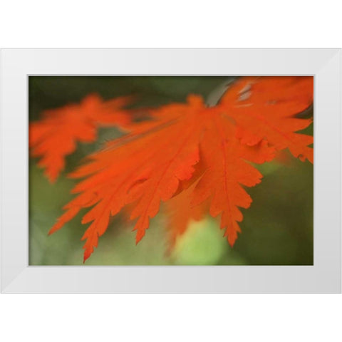 Autumn Leaf Mirage II White Modern Wood Framed Art Print by Geyman, Vitaly