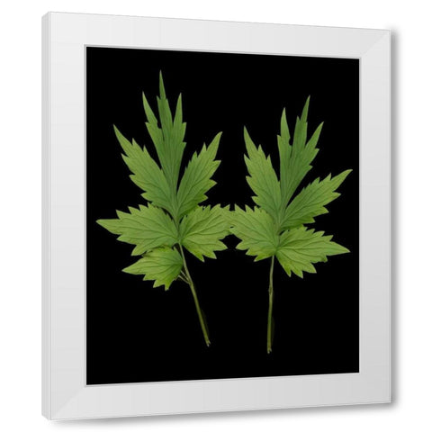 Green Leaves III White Modern Wood Framed Art Print by Geyman, Vitaly