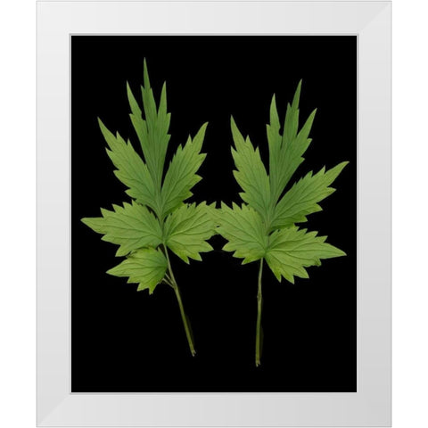 Green Leaves III White Modern Wood Framed Art Print by Geyman, Vitaly
