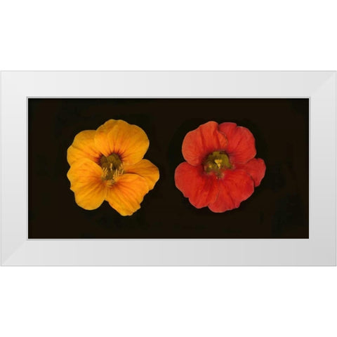 Nasturtiums Duet White Modern Wood Framed Art Print by Geyman, Vitaly