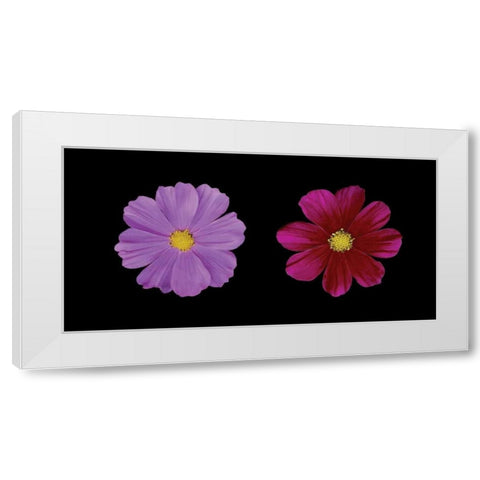 Cosmos Flower Duet White Modern Wood Framed Art Print by Geyman, Vitaly