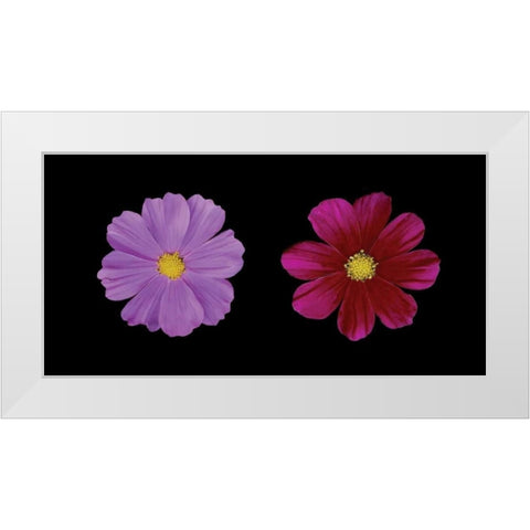 Cosmos Flower Duet White Modern Wood Framed Art Print by Geyman, Vitaly