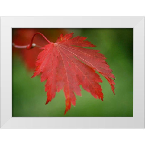Maple Leaf Portrait IV White Modern Wood Framed Art Print by Geyman, Vitaly