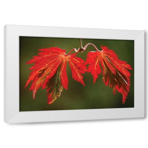 Maple Leaf Portrait V White Modern Wood Framed Art Print by Geyman, Vitaly
