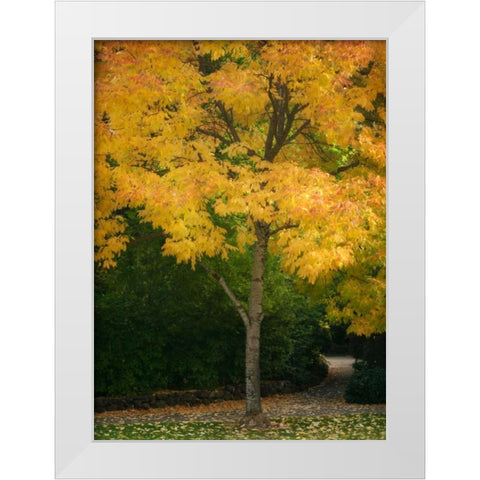 Fall Maple Fever VI White Modern Wood Framed Art Print by Geyman, Vitaly