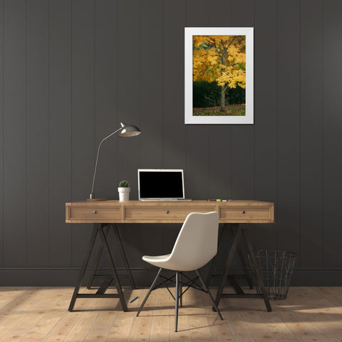 Fall Maple Fever VII White Modern Wood Framed Art Print by Geyman, Vitaly