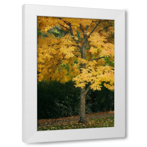Fall Maple Fever VII White Modern Wood Framed Art Print by Geyman, Vitaly