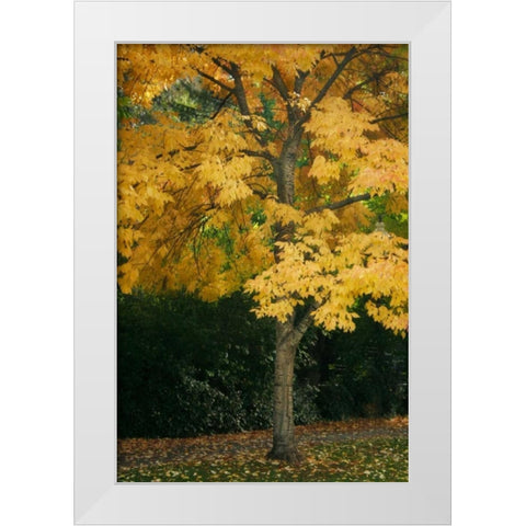 Fall Maple Fever VII White Modern Wood Framed Art Print by Geyman, Vitaly