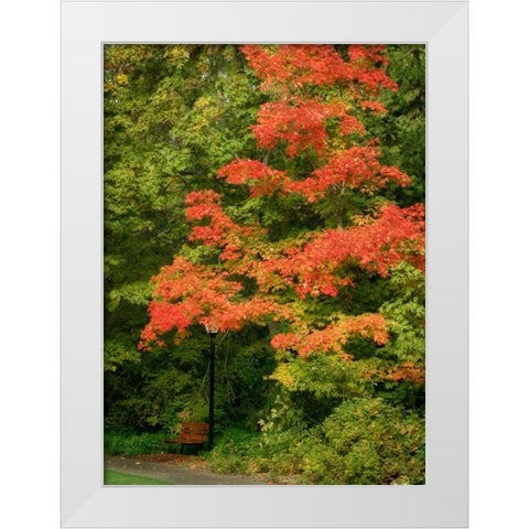Fall Maple Fever VIII White Modern Wood Framed Art Print by Geyman, Vitaly
