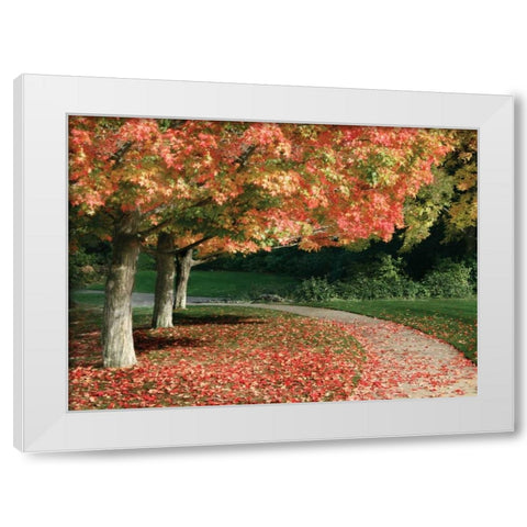 Fall Maple Fever IV White Modern Wood Framed Art Print by Geyman, Vitaly