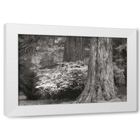 Ancient Forest III BandW White Modern Wood Framed Art Print by Geyman, Vitaly