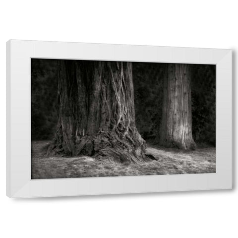 Ancient Forest IV BandW White Modern Wood Framed Art Print by Geyman, Vitaly