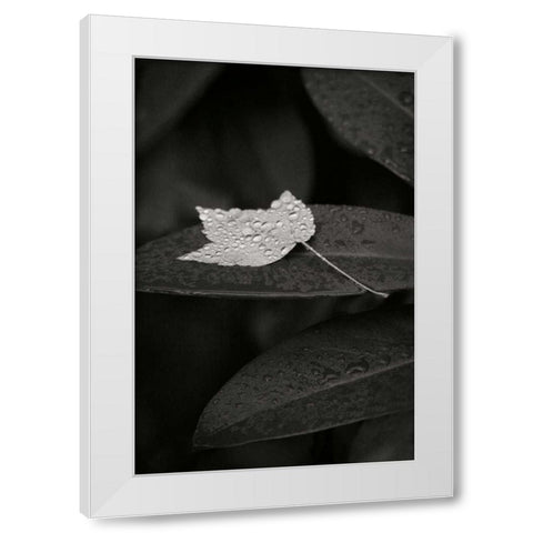 Water Leaf II BandW White Modern Wood Framed Art Print by Geyman, Vitaly