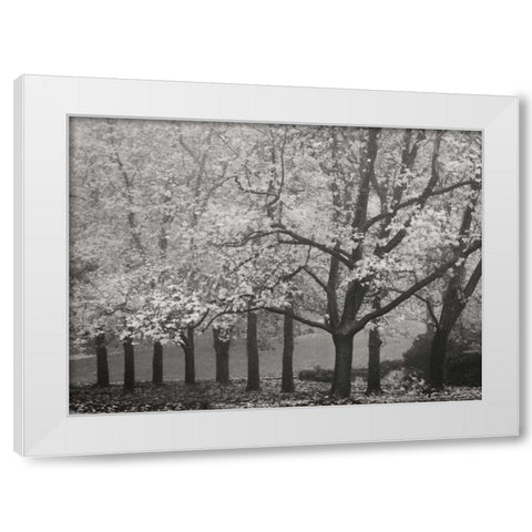 Colors in the Mist VIII BandW White Modern Wood Framed Art Print by Geyman, Vitaly