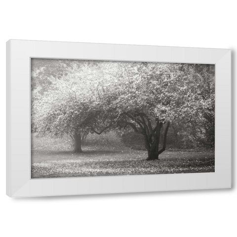 Autumn Japanese Maple BandW White Modern Wood Framed Art Print by Geyman, Vitaly