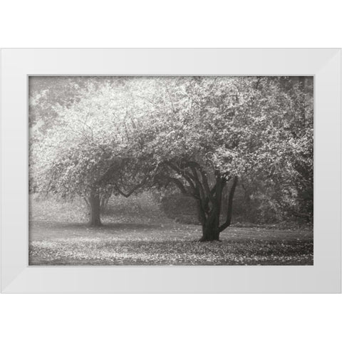 Autumn Japanese Maple BandW White Modern Wood Framed Art Print by Geyman, Vitaly