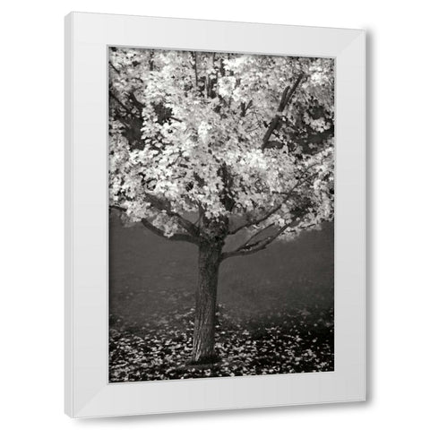 Maple Beauty II BandW White Modern Wood Framed Art Print by Geyman, Vitaly