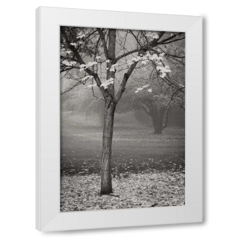 Maple Delicacy II BandW White Modern Wood Framed Art Print by Geyman, Vitaly