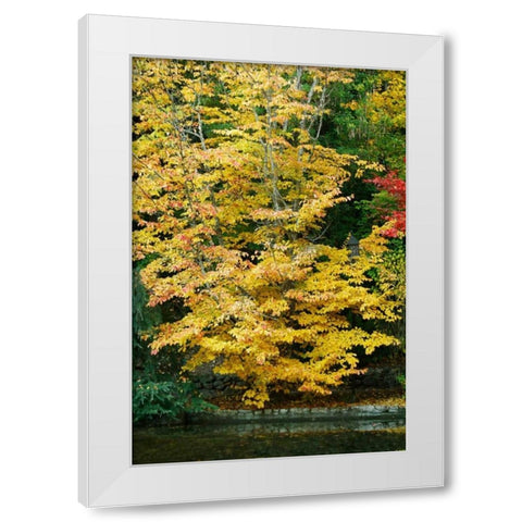Tree Delicacy II White Modern Wood Framed Art Print by Geyman, Vitaly