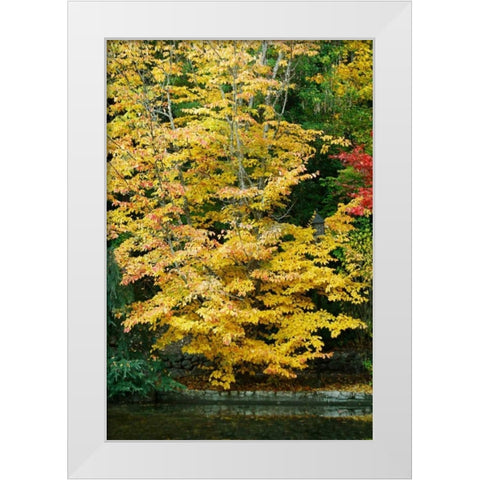 Tree Delicacy II White Modern Wood Framed Art Print by Geyman, Vitaly