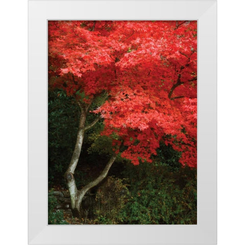 Maple Beauty I White Modern Wood Framed Art Print by Geyman, Vitaly